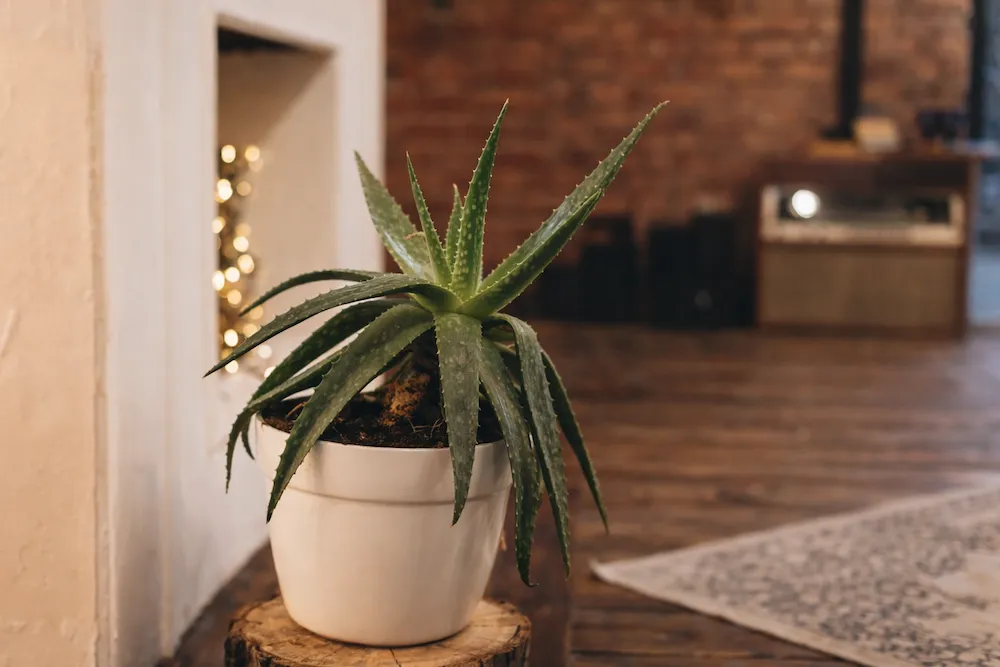 Evde aloe vera bakımı için beyaz saksıda aloe vera bitkisi, sıcak salon dekorasyonu örneği