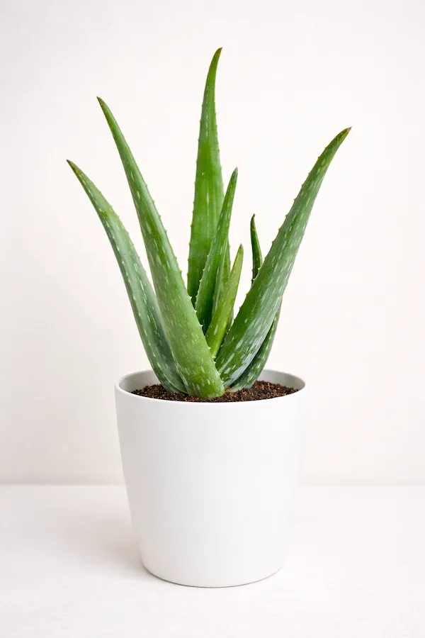 Gerçek Aloe Vera (Aloe barbadensis miller) saksıda yetiştirilen şifalı bitki; uzun, dolgun ve yukarı uzayan gümüşi-yeşil yaprakları olan, olgunlaştıkça lekeleri kaybolan ve jel oranı yüksek aloe vera türü yakın plan görünüm.