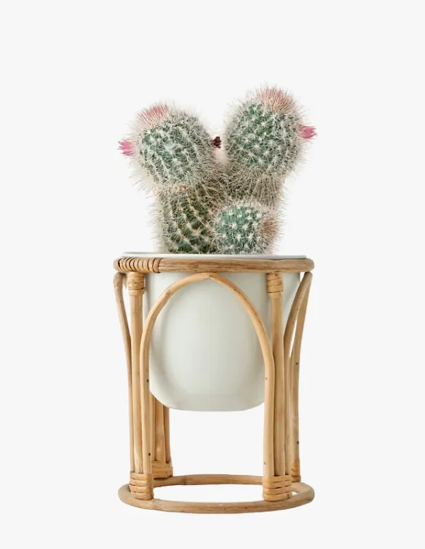 Rattan saksı standı içinde küçük kaktüs bitkisiyle hazırlanmış doğal ve minimalist ev dekorasyonu