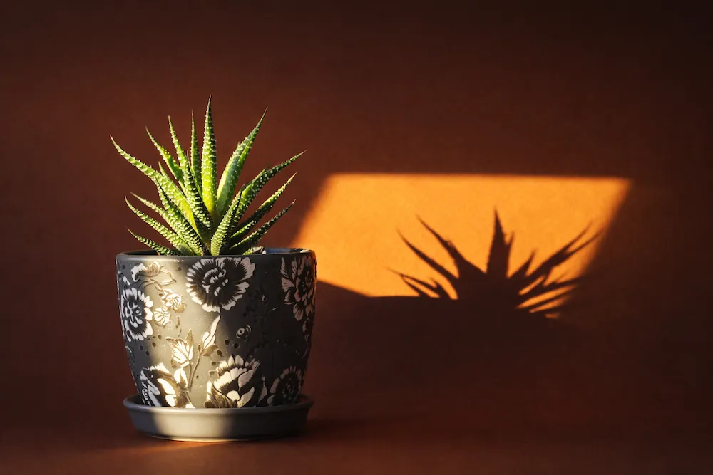 Gün batımı ışığında duvara gölgesi yansıyan, siyah çiçek desenli seramik saksı içinde haworthia sukulent bitkisi; sıcak tonlarda minimal ev dekorasyonu detayı.