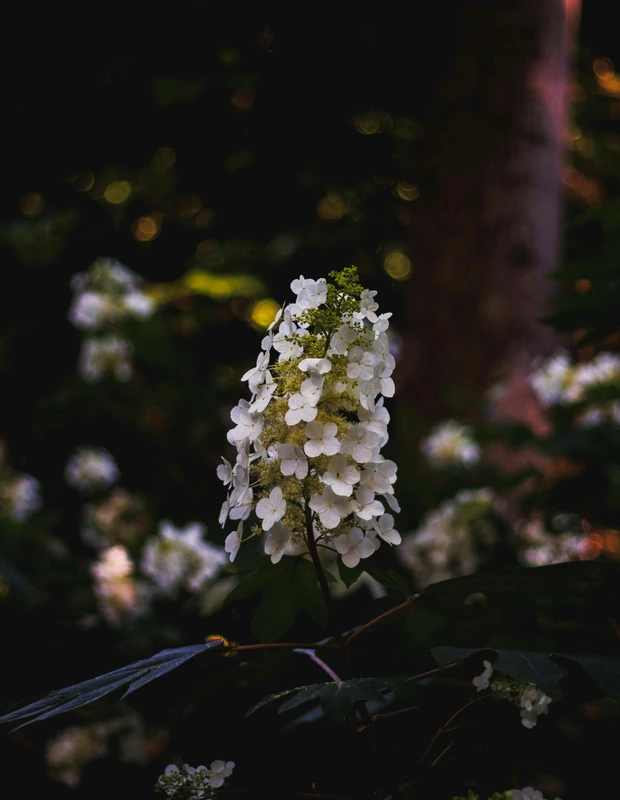 Beyaz, konik biçimli ve hafifçe yeşilimsi uçlara sahip Hydrangea paniculata ortanca çiçeği, karanlık, bulanık ve ışık lekeleriyle bezeli ormanlık bir arka planın önünde belirgin bir şekilde dururken, çiçeklerinin üzerinde küçük bir böcek de dikkat çekiyor.