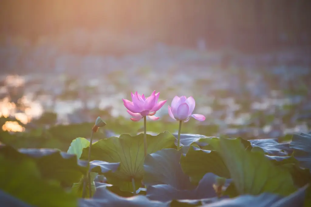 Yumuşak gün ışığında, gölet yaprakları arasında yükselen iki adet açık pembe lotus çiçeği. Doğal ortamında, arka planda bulanık su yüzeyi ve yaprak detaylarıyla lotus çiçekleri.
