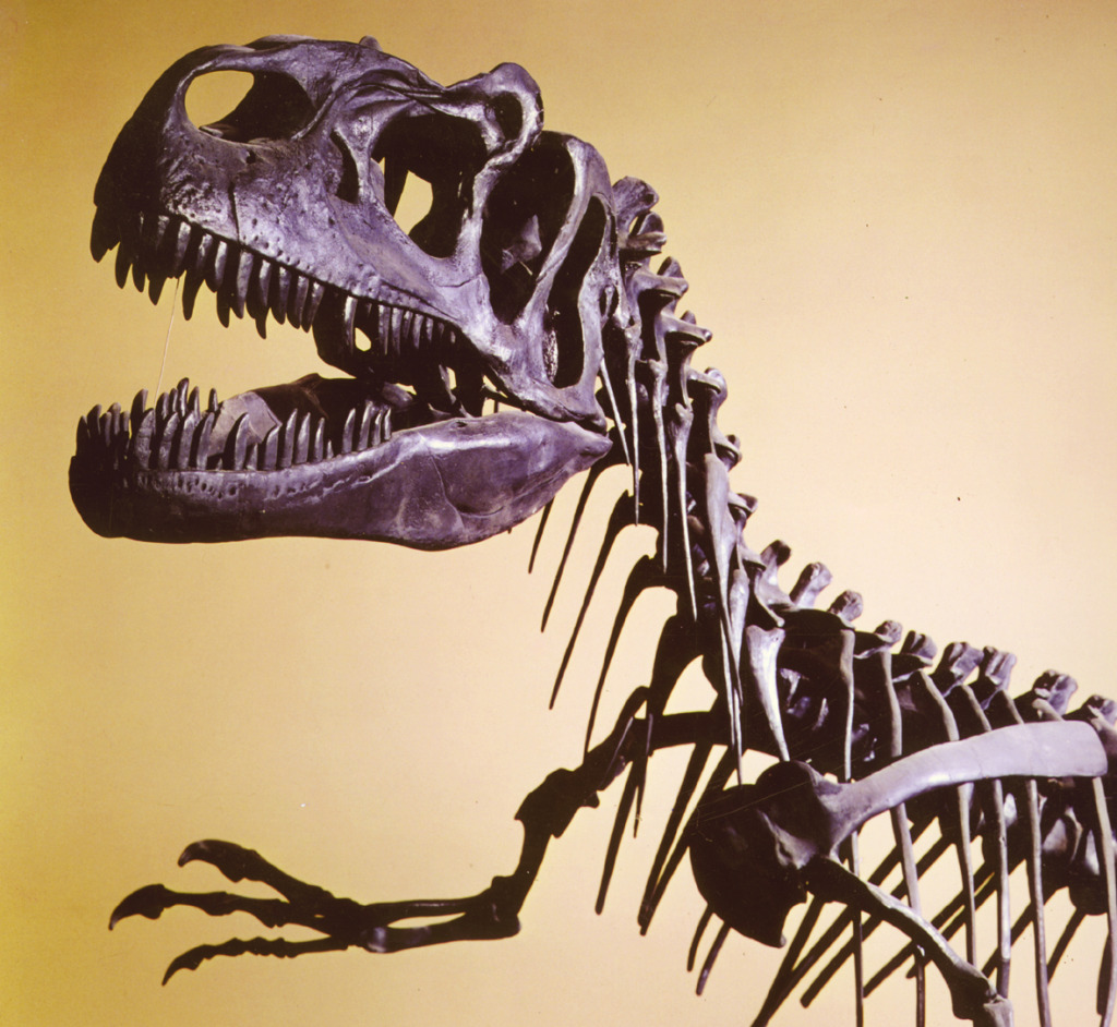 Museo Storia Naturale di Milano dianzor ve tarihi dönem müzesi