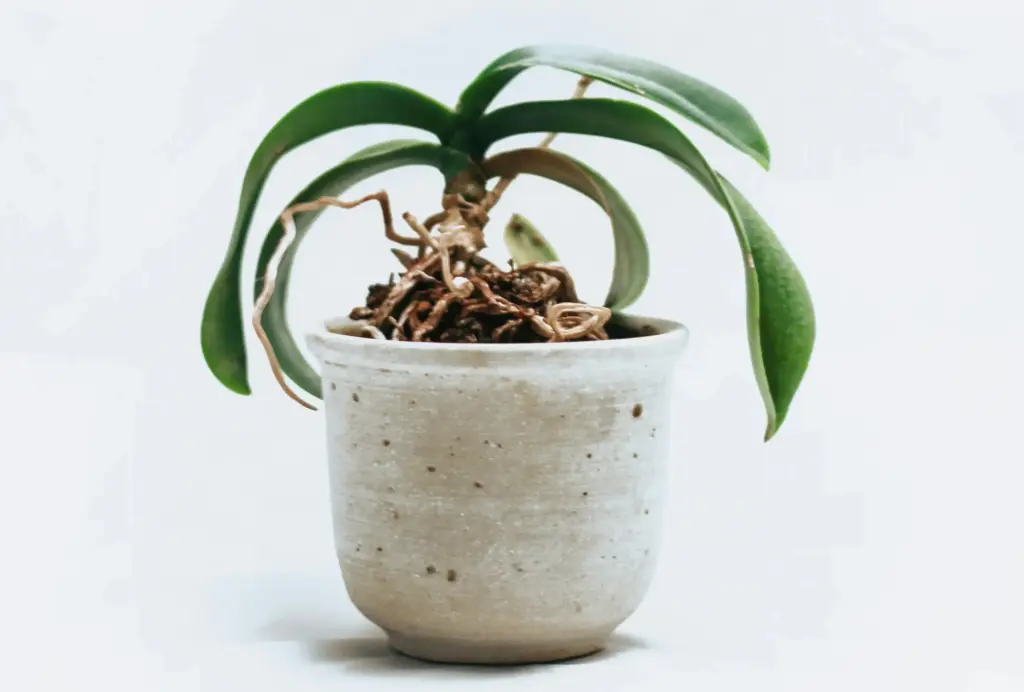 Yeni yaprak ve kökleriyle büyüme evresinde olan genç bir Phalaenopsis orkidesi.