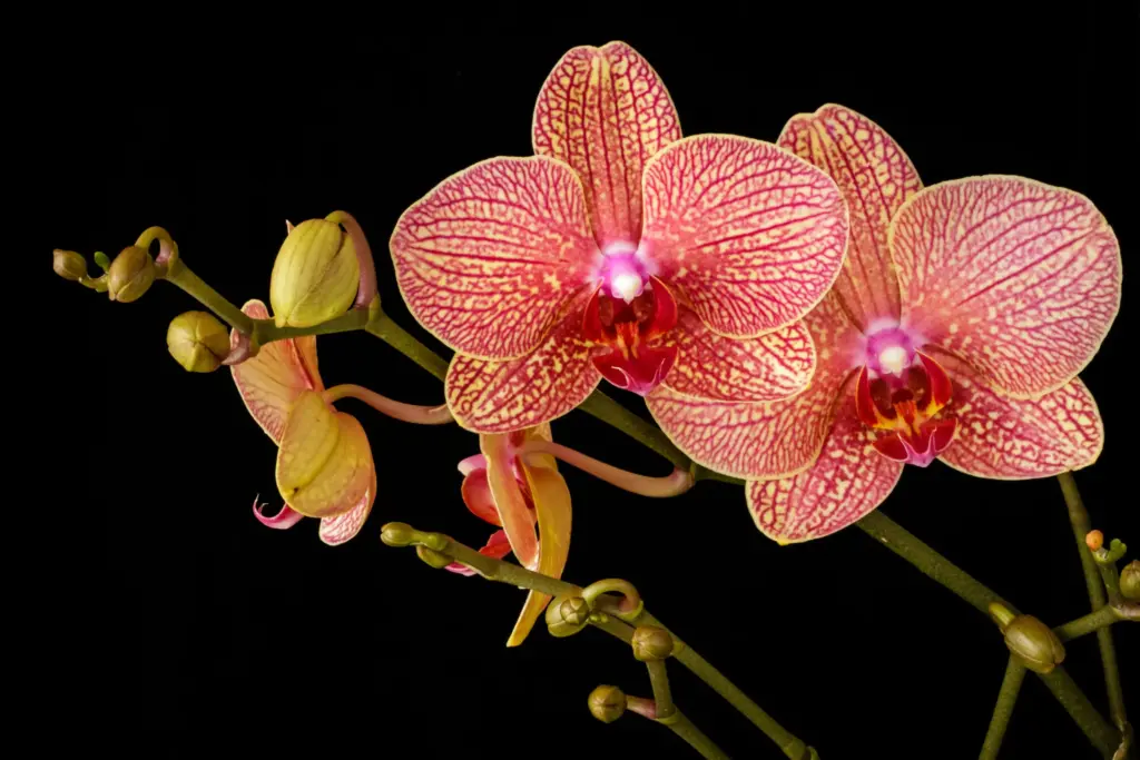 Siyah arka plan önünde canlı pembe damarlı yapraklara sahip çiçek açmış Phalaenopsis orkide; tomurcuklar ve açmış çiçeklerle birlikte gösteriliyor.