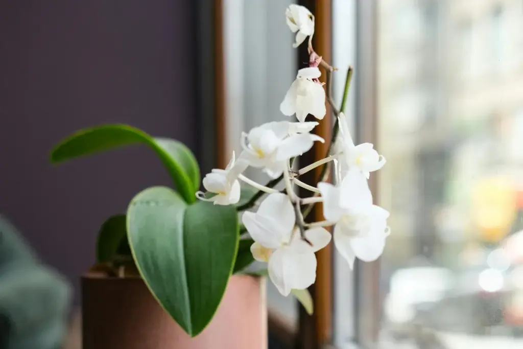 Şehir manzarasına bakan pencere kenarında konumlanmış çiçek açmış beyaz Phalaenopsis orkidesi.