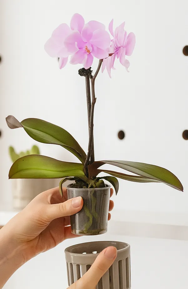 Şeffaf saksıya dikilmiş Phalaenopsis orkidesi, sağlıklı kök gelişimi için havadar toprak karışımıyla birlikte ikinci bir dekoratif saksıya yerleştirilirken görülüyor.