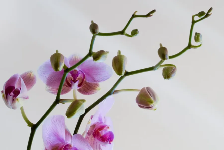 Açık arka plan önünde mor tonlarında çiçek açmak üzere olan Phalaenopsis orkidesi; tomurcuklar ve yarı açmış çiçeklerle birlikte zarif detaylarıyla görüntüleniyor.