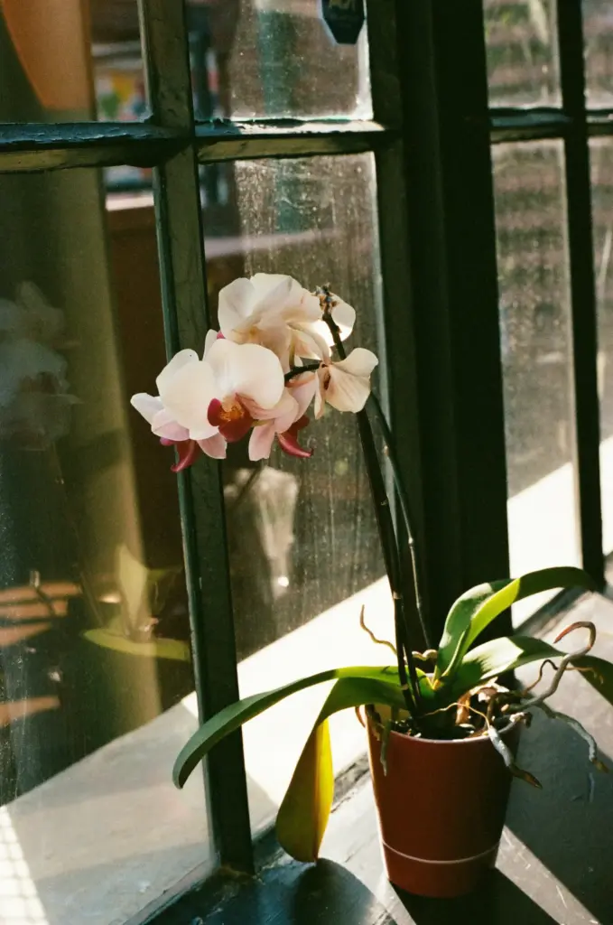 Güneş alan pencere kenarında konumlanmış çiçek açmış beyaz Phalaenopsis orkidesi; kahverengi plastik saksıda, uzun çiçek sapı ve sağlıklı yapraklarıyla birlikte doğal ışıkta görüntülenmiş.