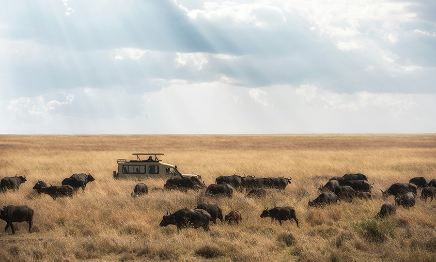 Safariye Çıkmadan Önce Bilmeniz Gerekenler