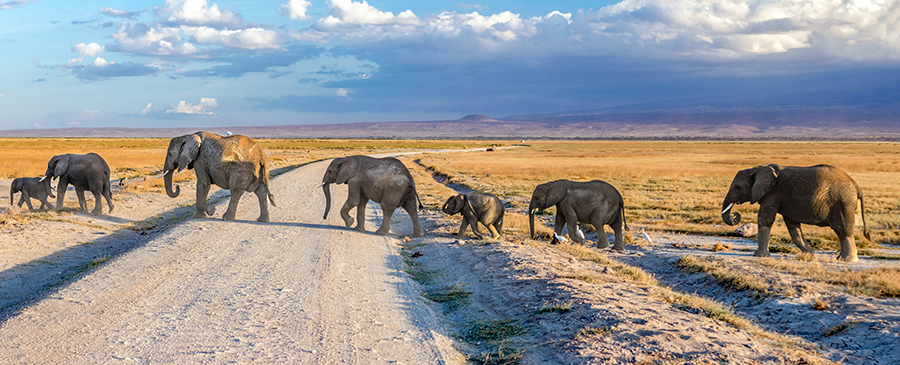 Safariye Çıkmadan Önce Bilmeniz Gerekenler