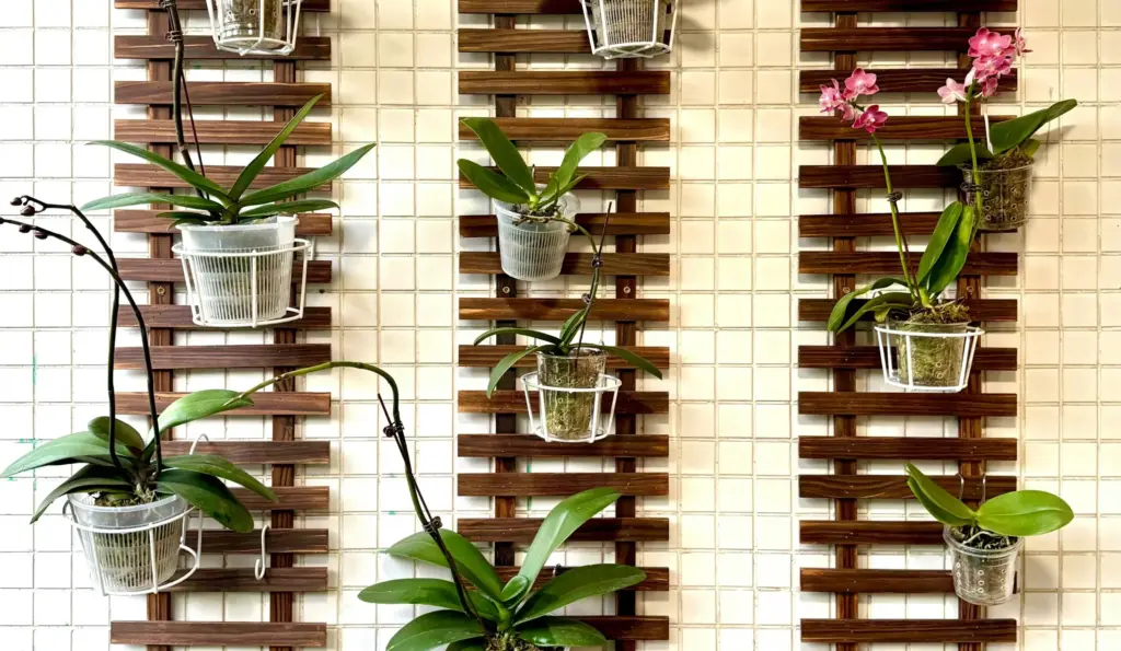 Duvara monte edilmiş ahşap kafeslere şeffaf saksılarla asılmış Phalaenopsis orkideleri; kök sağlığını destekleyen hava geçirgen saksılar ve estetik bir bitki düzenleme yöntemi.