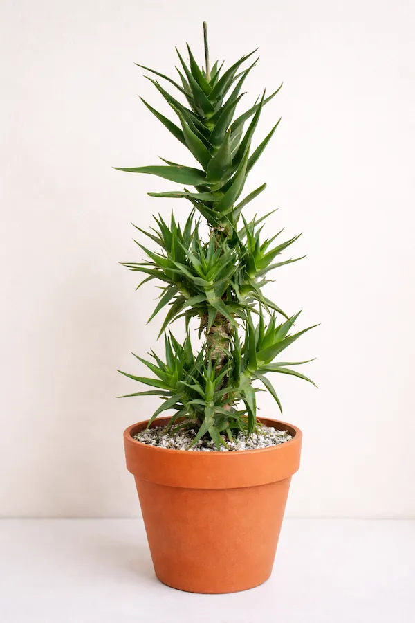 Tırmanan Aloe (Aloe ciliaris) ince ve uzayan gövdesiyle makrome askıda aşağı doğru sarkan formda; rozet yapısından farklı sarmaşık benzeri görünümüyle raf ve yüksek alan dekorasyonu için ideal aloe türü.
