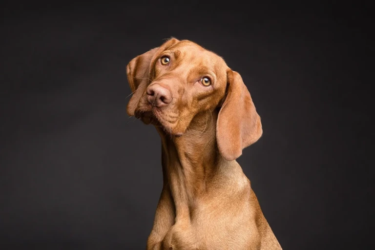 Köpeklerde Tepkisellik ve Saldırganlık Arasındaki Fark