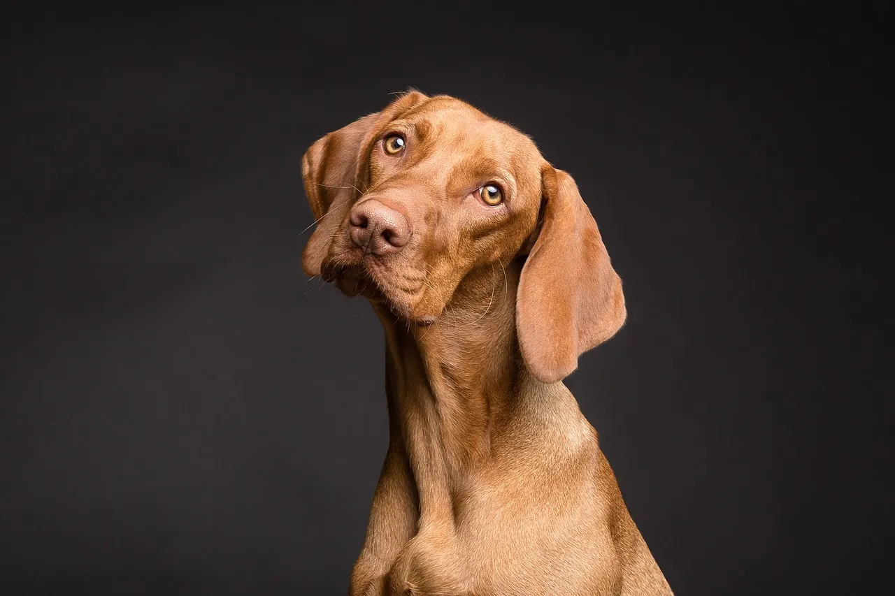 Köpeklerde Tepkisellik ve Saldırganlık Arasındaki Fark