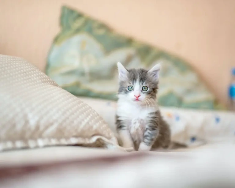 Yavru Kedi Nasıl Beslenir?