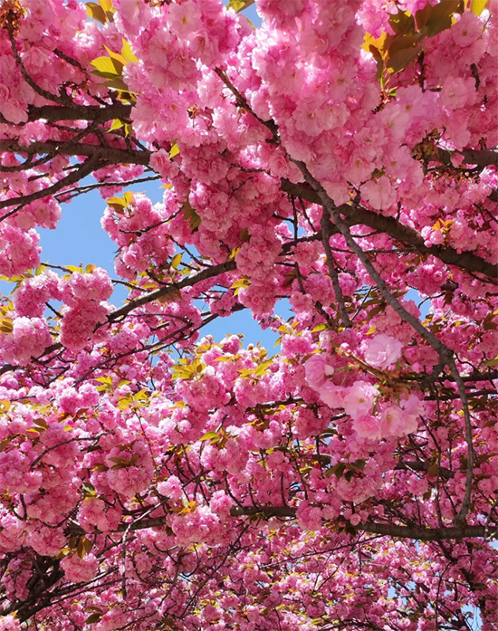Baltalimanı Japon Bahçesi'nde masmavi gökyüzünün altında açan sayısız pembe sakura çiçeği, İstanbul'da doğaya kaçış için şehrin en huzurlu rotalarından birini görsel bir şölenle sunuyor.