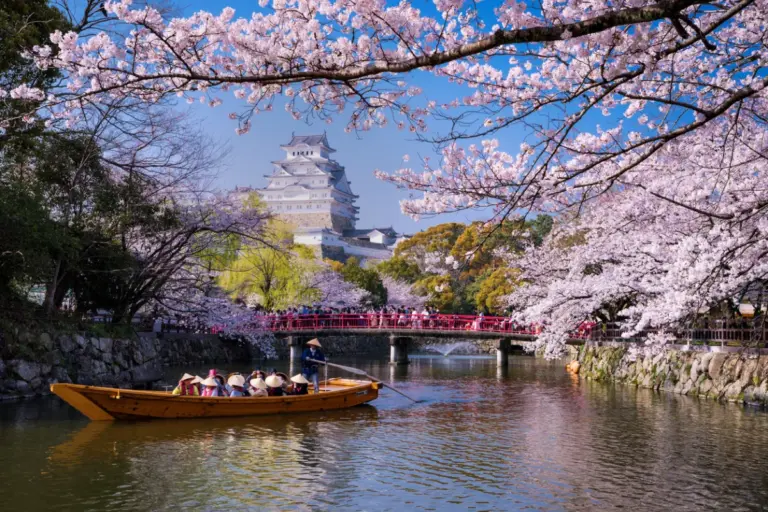 Japonya’da Baharın En Büyüleyici Hali: Kiraz Çiçeği Sakura Festivali
