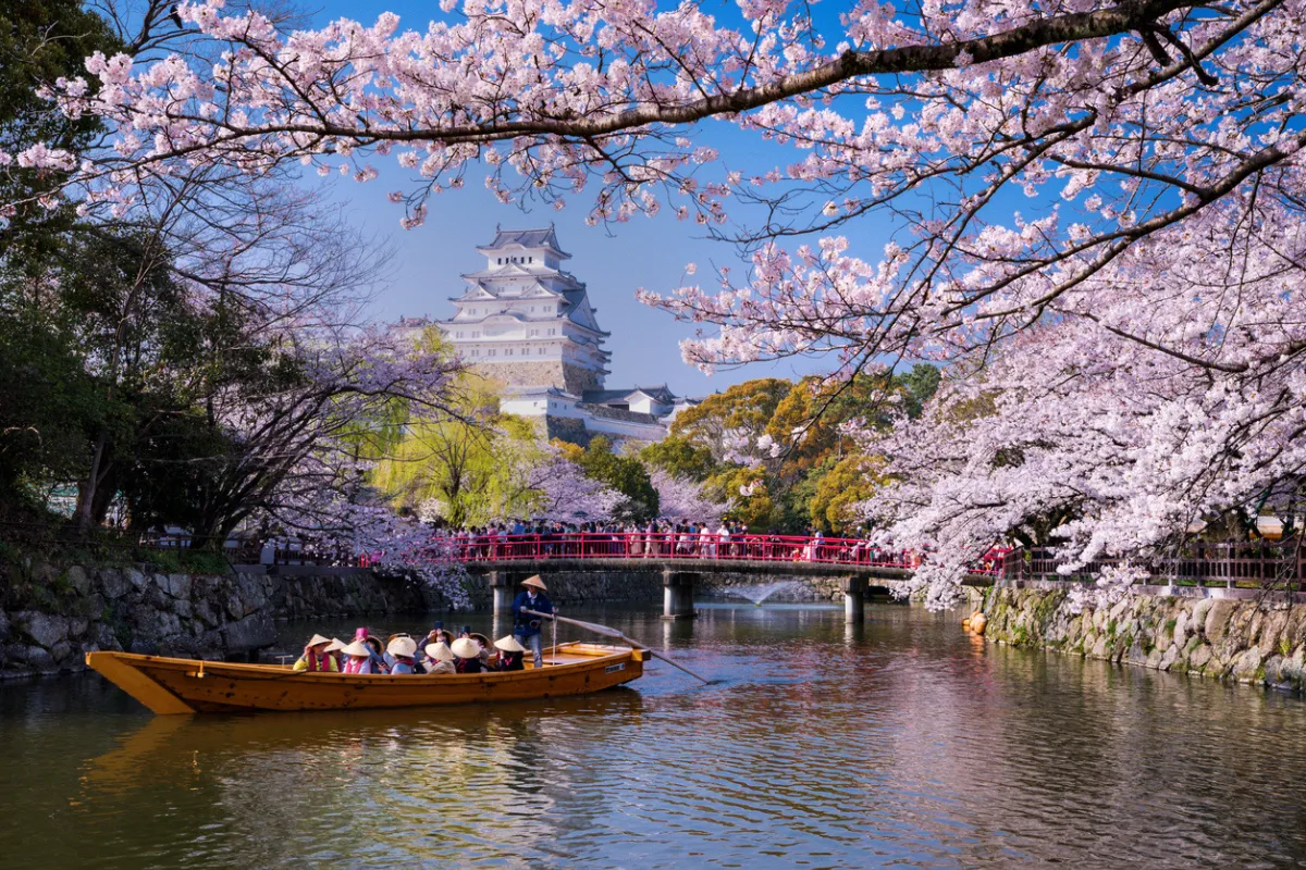 Japonya’da Baharın En Büyüleyici Hali: Kiraz Çiçeği Sakura Festivali