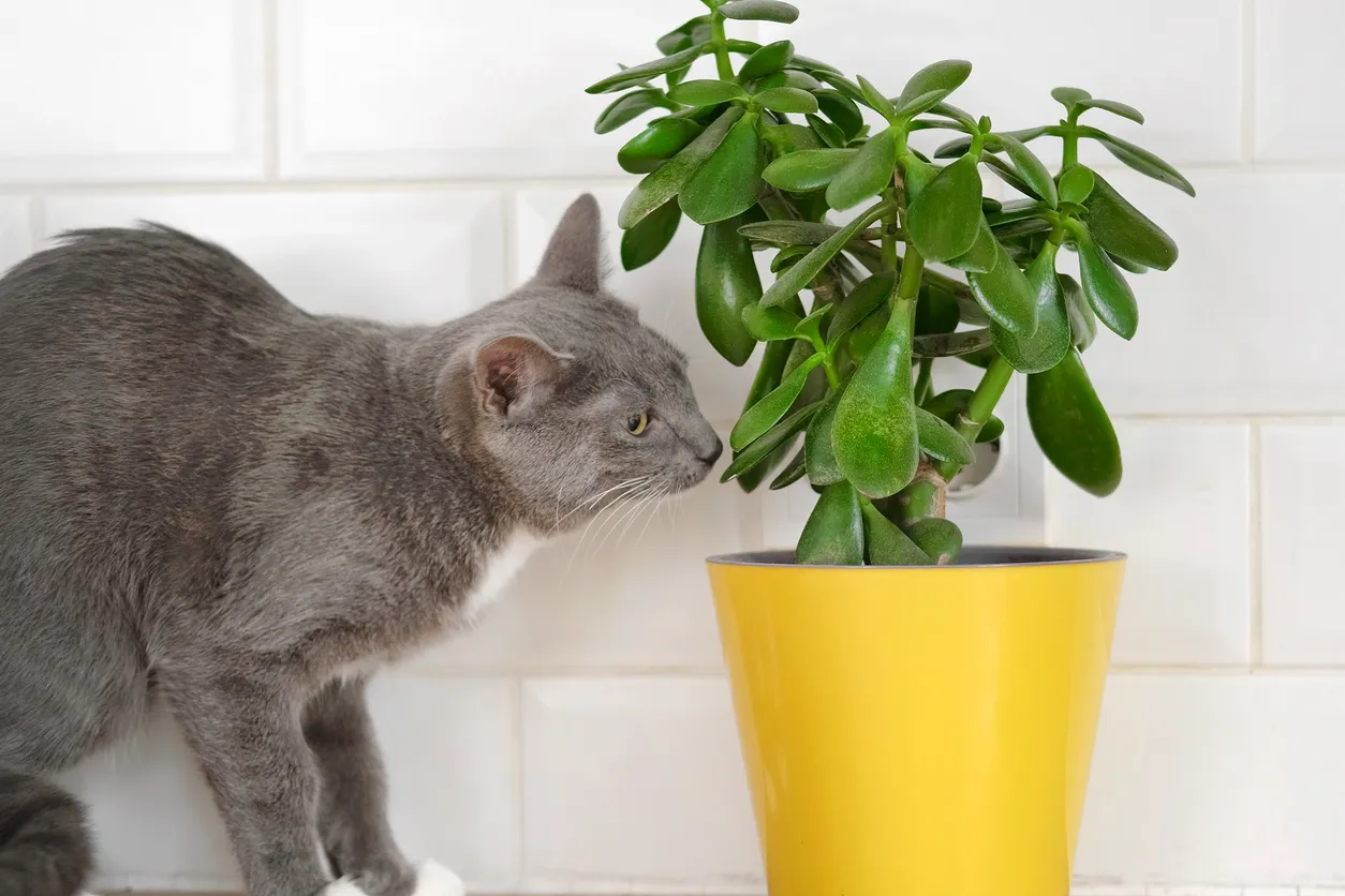 Kedilere zehirli bitkiler arasında yer alan Crassula ovata para bitkisini koklayan gri ve beyaz kedi.