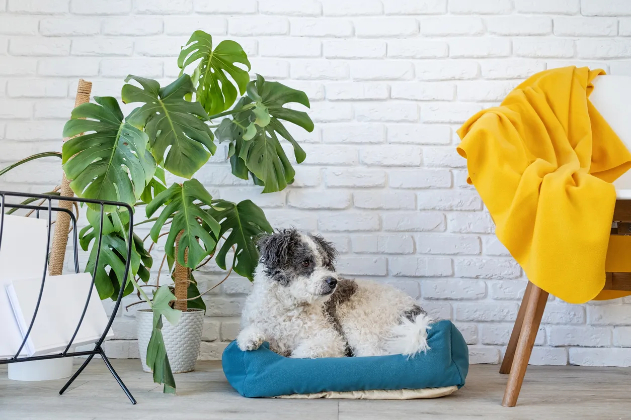 Beyaz tuğla duvar önünde turkuaz yatağında uzanan, beyaz ve gri tüylü, sevimli bir köpek, hemen arkasındaki geniş delikli yapraklı devetabanı salon bitkisiyle, evcil hayvanlar için zehirli türler konusuna dikkat çekiyor.