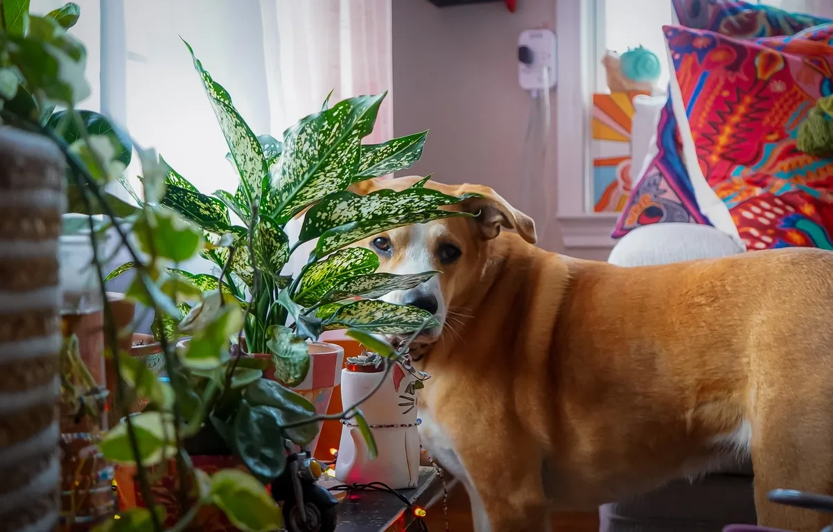 Açık kahverengi, sevimli bir köpek, büyük ve dikkat çekici alacalı yapraklara sahip bir Dieffenbachia bitkisinin arkasından merakla bakarken, diğer ev bitkileri ve renkli dekorasyon öğeleriyle dolu sıcak bir yaşam alanını gösteren bu fotoğraf, evcil hayvanlarla paylaşılan ortamlardaki bitki seçiminin önemini vurguluyor.