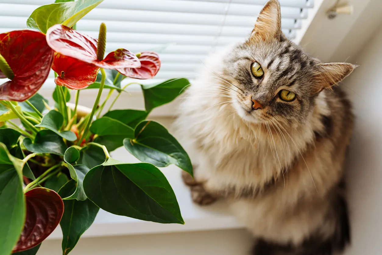 Pencere kenarında oturan, yeşil gözlü, uzun tüylü tekir bir kedi, evcil hayvanlar için zehirli bitkiler arasında sayılan parlak kırmızı flamingo çiçeği (Anthurium) bitkisinin yanında doğrudan kameraya merakla bakıyor.
