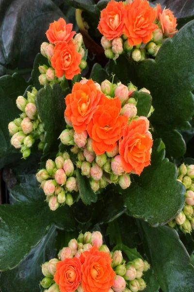 Canlı turuncu renkteki, katmanlı taç yapraklı Kalanchoe blossfeldiana çiçeklerinin, koyu yeşil ve etli yapraklar arasından yükselen, açık pembe-yeşil tonlardaki çok sayıda tomurcuk kümeleriyle iç içe olduğu büyüleyici bir detay çekimi.