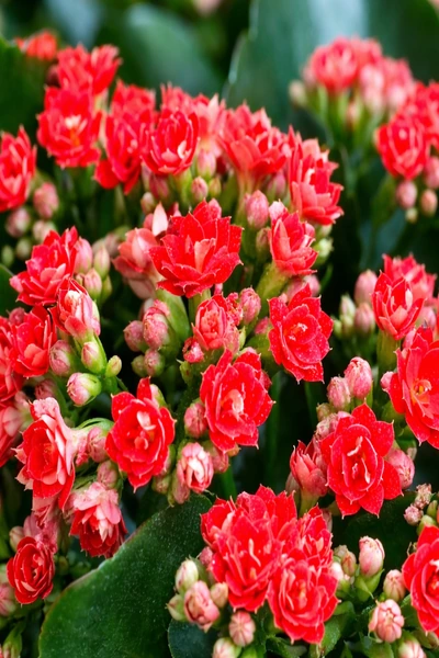Koyu yeşil yapraklar arasında, katmanlı taç yapraklı ve merkezleri hafif beyazımsı görünen birçok canlı kırmızı Kalanchoe calandiva çiçeği ve etraflarındaki sayısız pembe tomurcuk, bu bitkinin güzelliğini ve canlılığını vurguluyor.