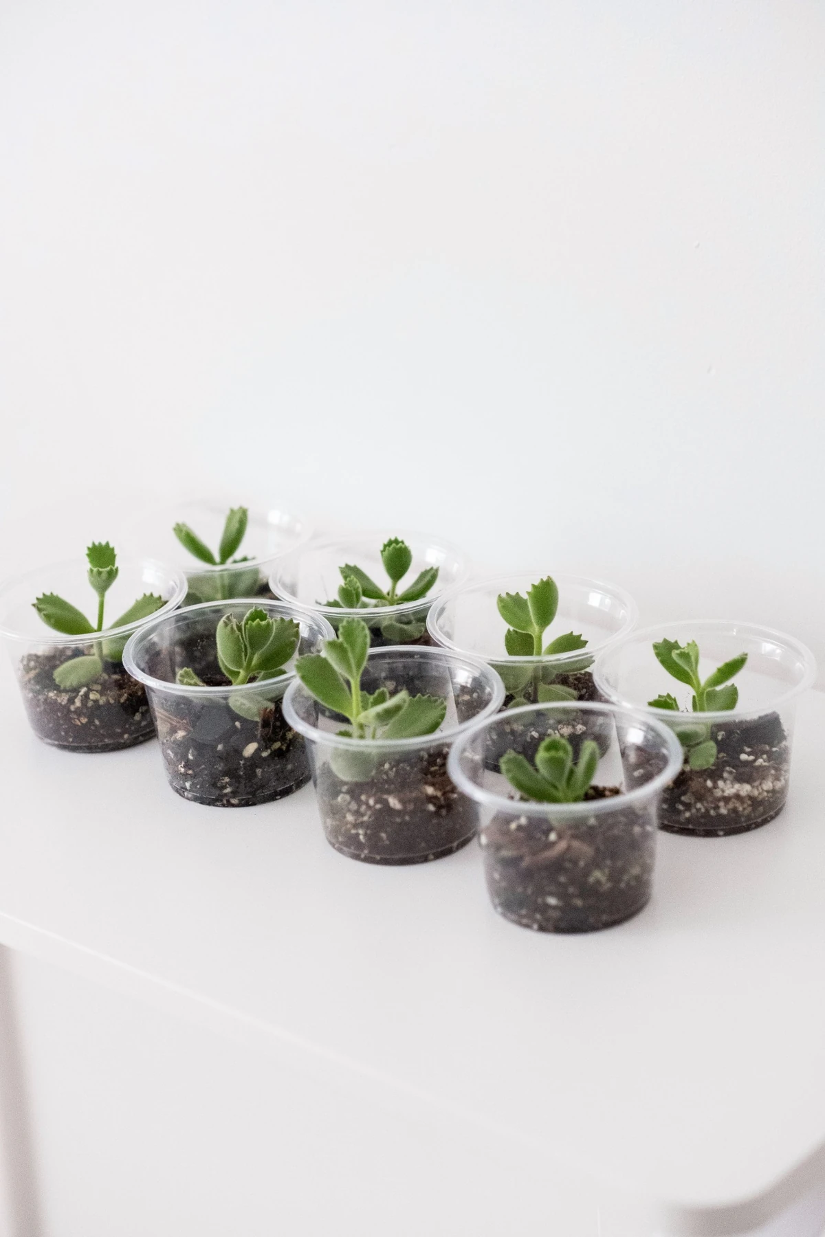 Beyaz bir masa üzerinde, Kalanchoe çiçeği çoğaltma sürecinin ilk adımlarını gösteren, şeffaf plastik kaplara ekilmiş koyu renkli toprak içerisinde büyüyen, etli ve hafif tüylü yeşil yapraklara sahip sekiz adet genç fide dikkat çekiyor.