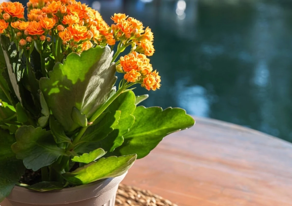 Parlak güneş ışığında, koyu yeşil etli yaprakları arasında açmış sayısız canlı turuncu Kalanchoe çiçeği, saksısıyla birlikte ahşap bir masa üzerinde duruyor; arka planda güneşin yansıdığı sakin ve koyu renkli bir su yüzeyi dikkat çekiyor.
