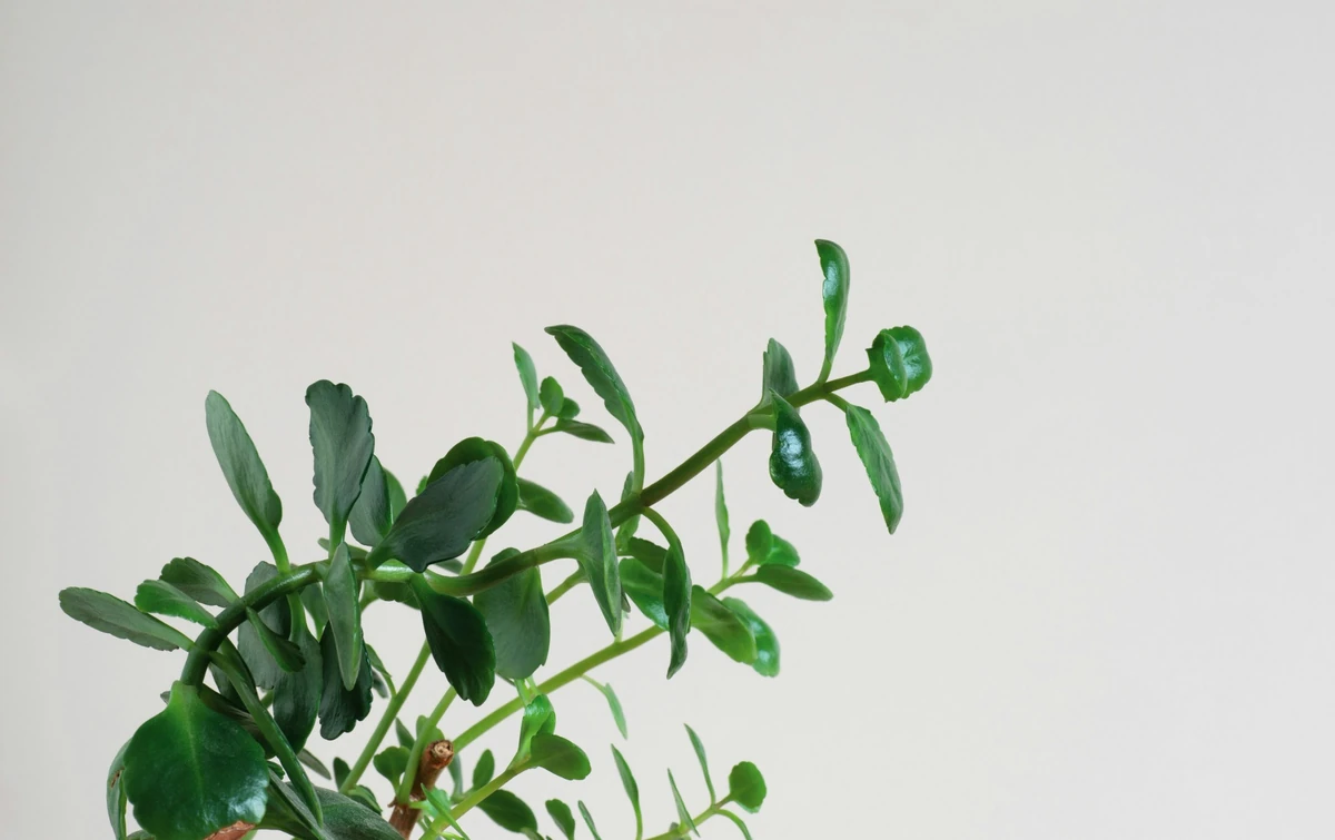 Kalanchoe çiçeğinin kalın, etli ve hafif dişli kenarlı parlak yeşil yapraklarının yakından çekilmiş bu detay fotoğrafı, bitkinin canlılığını ve belirgin yaprak dokusunu bej bir arka plan önünde sergiliyor.