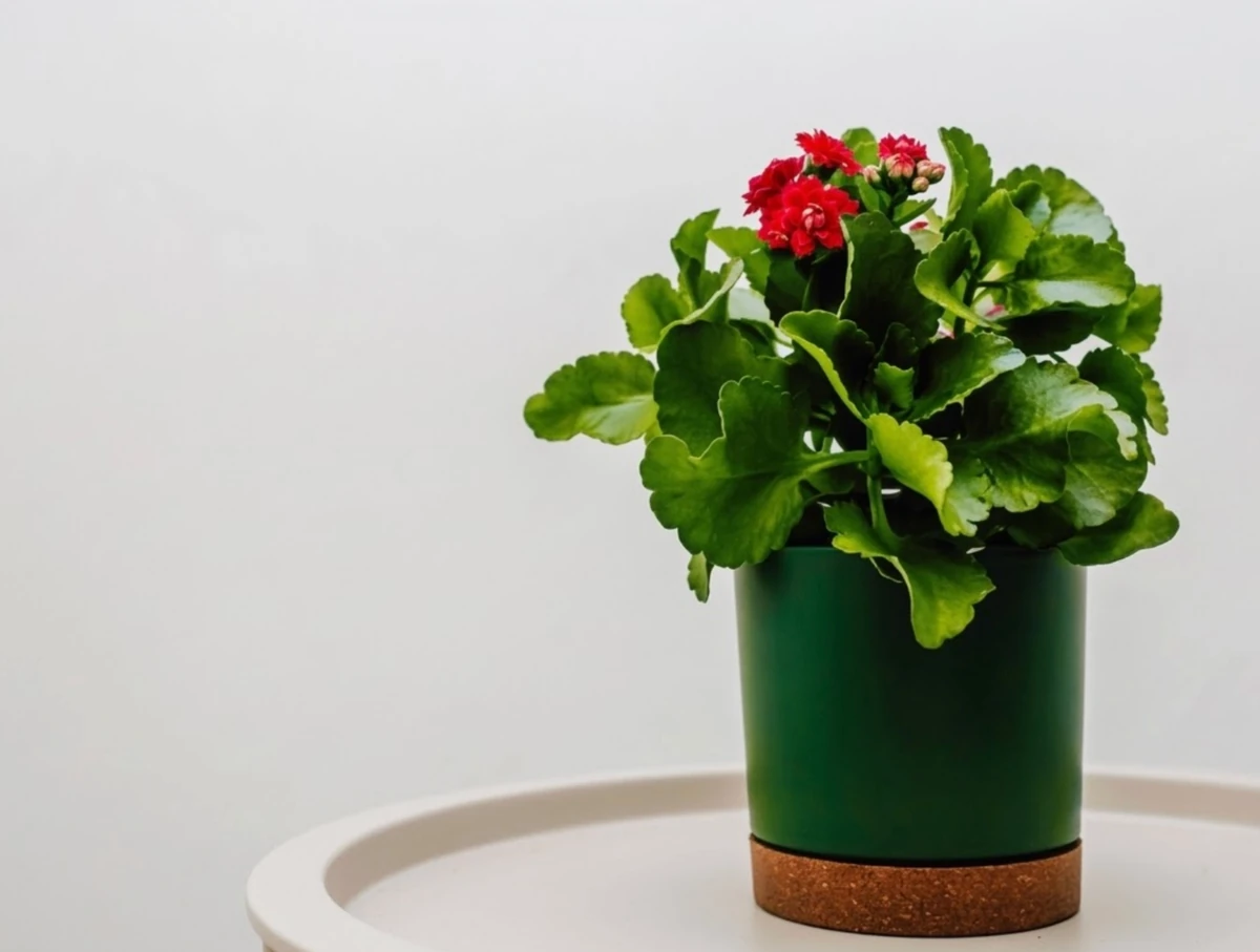 Kırmızı çiçekleri ve bol yeşil yapraklarıyla canlı görünen bir Kalanchoe çiçeği, alt kısmında mantar tabanı olan şık, koyu yeşil bir saksı içinde açık renkli bir masa üzerinde sergileniyor.
