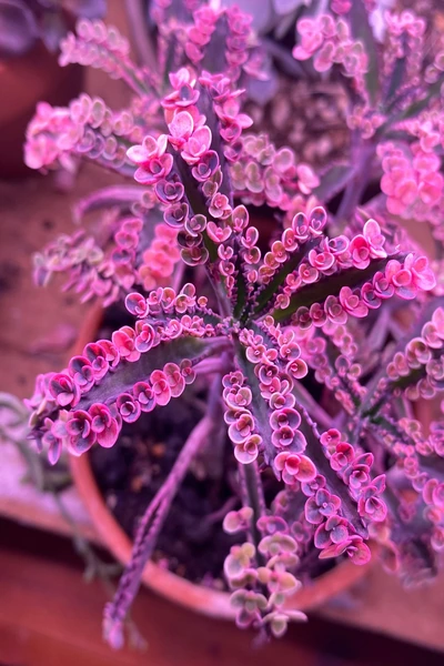Bu yakın çekim fotoğrafında, etli ve koyu yeşil yapraklarının kenarlarında canlı pembe tonlarında sayısız minik yavru bitkicikler taşıyan, halk arasında Yavrulayan Anne Kalanchoe olarak bilinen Kalanchoe daigremontiana bitkisi toprak saksıda göz alıcı bir şekilde sergileniyor.