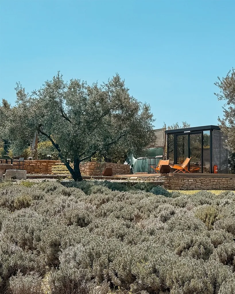 Ön planda gri-yeşil yapraklı çalılıkların uzandığı, arkasında geniş gövdeli bir zeytin ağacı, taş duvarlarla çevrili teras alanı, siyah cam cepheli modern bir konaklama birimi ve dinlenme şezlonglarının görüldüğü, Alaçatı'nın doğal güzelliklerini ve huzurlu bir yaşam alanını sergileyen bu manzara, keyifli bir konaklama deneyimi vadediyor.
