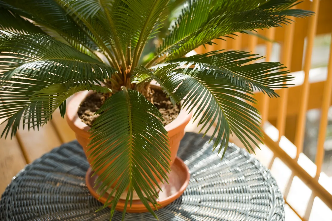 Bir sikas palmiyesi (Cycas revoluta), parlak yeşil ve sert yapraklarıyla kahverengi toprak saksıda, güneş ışığının vurduğu koyu renk örgülü bir dış mekan masası üzerinde konumlanmış, bu dayanıklı bitkinin estetik görünümünü sergiliyor.
