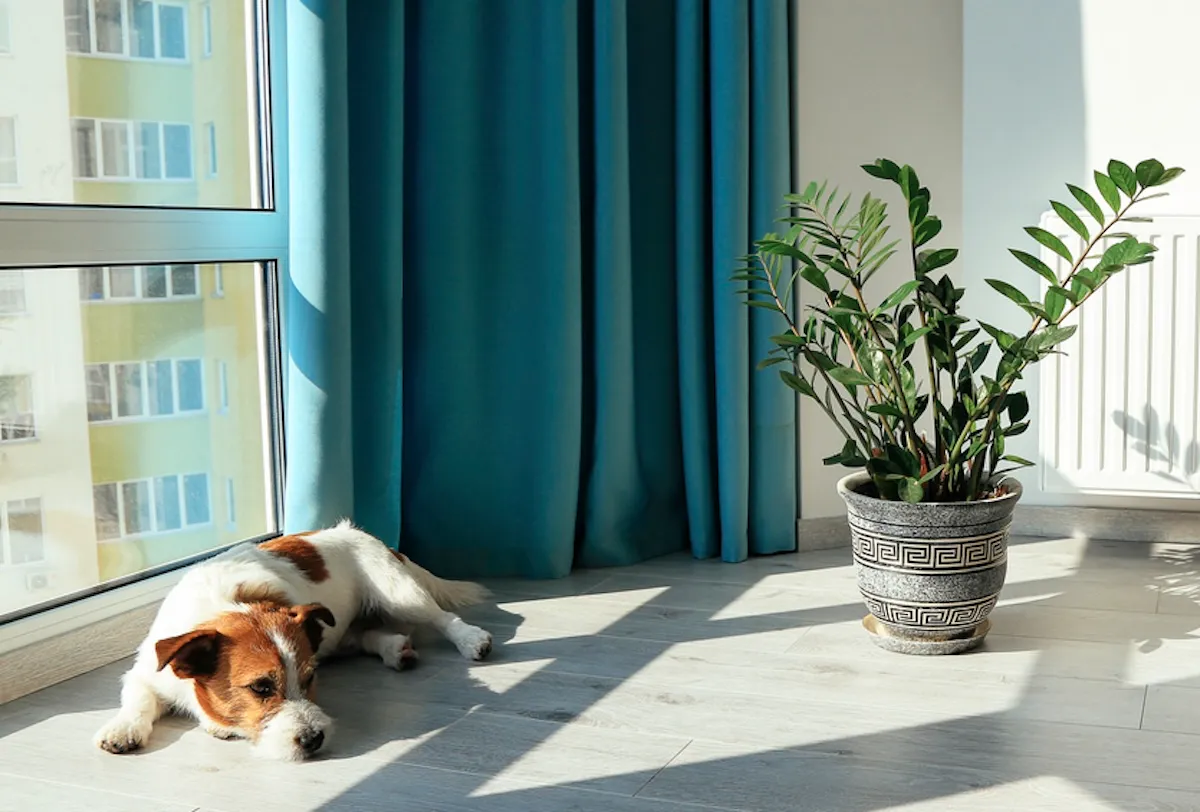 Güneş ışığının zemine vurduğu modern bir odada, pencerenin önünde uzanmış beyaz ve kahverengi benekli bir köpek, hemen yanında ise süslü gri saksısında yemyeşil yapraklarıyla büyüyen sağlıklı bir ZZ bitkisi olan Zamioculcas zamiifolia görülüyor.
