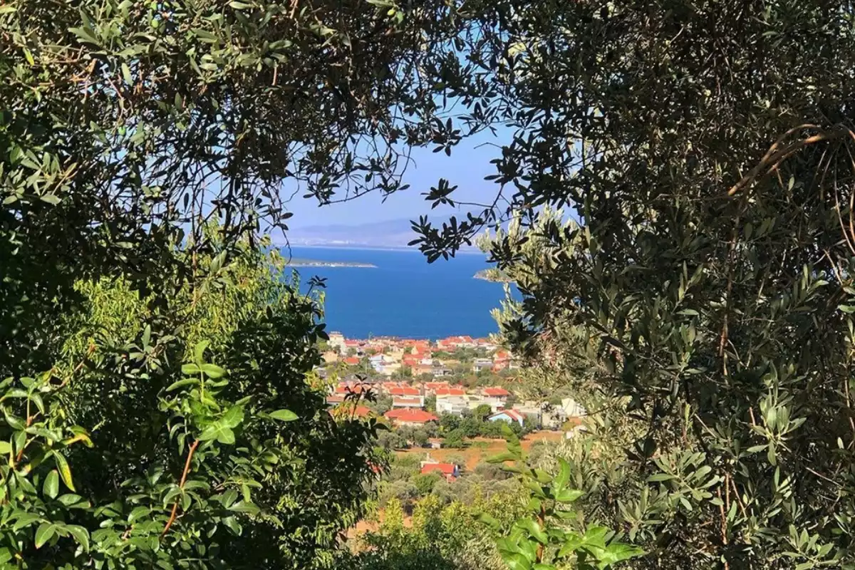 Urla'nın doğal güzelliklerini yansıtan bu manzarada, yemyeşil zeytin ağaçlarının çevrelediği bir çerçeveden Ege Denizi'nin masmavi suları ve kırmızı çatılı şirin evleriyle kıyı kasabası gözüküyor.