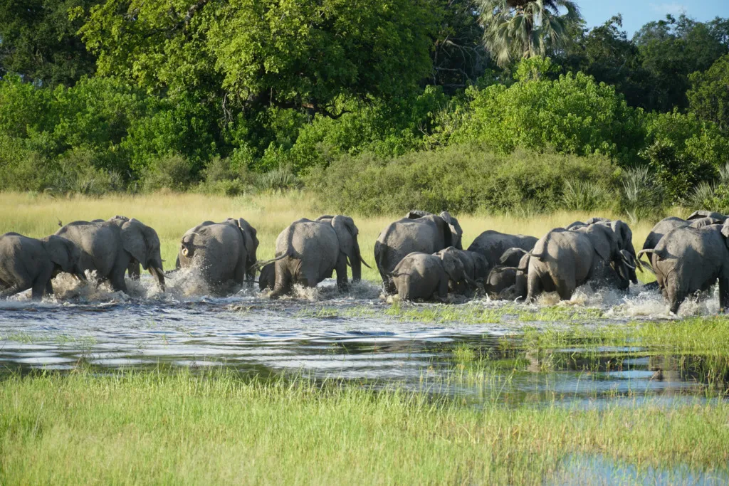 Botsvana Okavango Deltası’nda su kenarında yürüyen fil sürüsü – vizesiz Afrika safari deneyimi