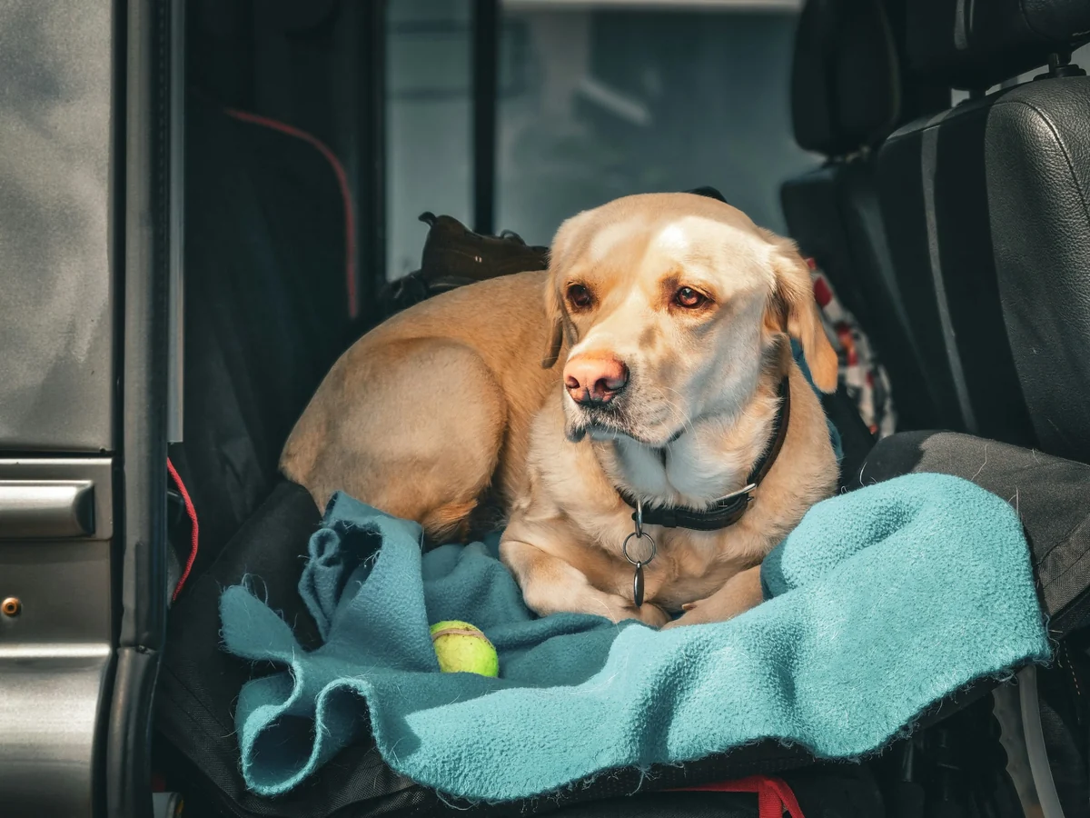 Arka koltukta veya bagajda uzanan büyük bir köpek, evcil hayvanla seyahat sırasında mavi örtü üzerinde tenis topuyla huzurlu görünüyor.
