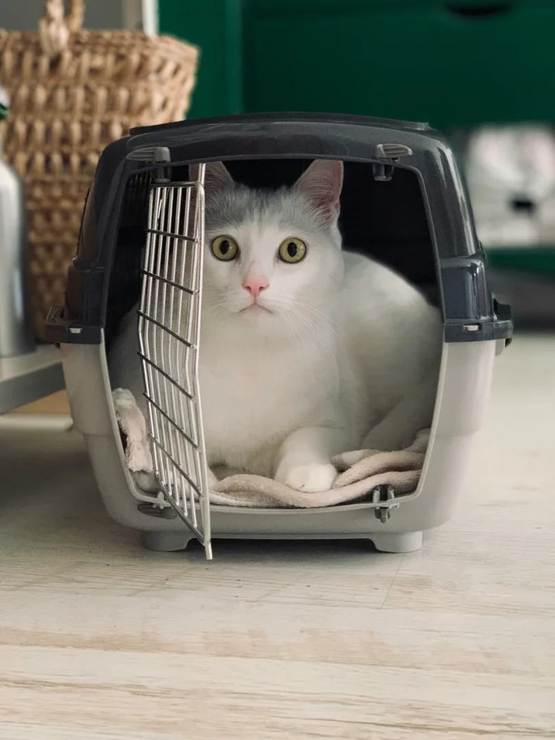 Kedi taşıma çantasının içinde, evcil hayvanla seyahat için hazırlanmış parlak sarı-yeşil gözlü beyaz tüylü kedi sakin ve meraklı bir ifadeyle dinleniyor.