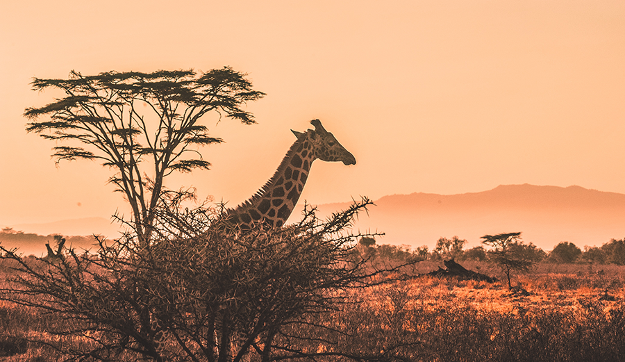 Kenya savanlarında gün batımında akasya ağaçları arasında zürafa – Afrika’da safari ve vizesiz tatil rotası
