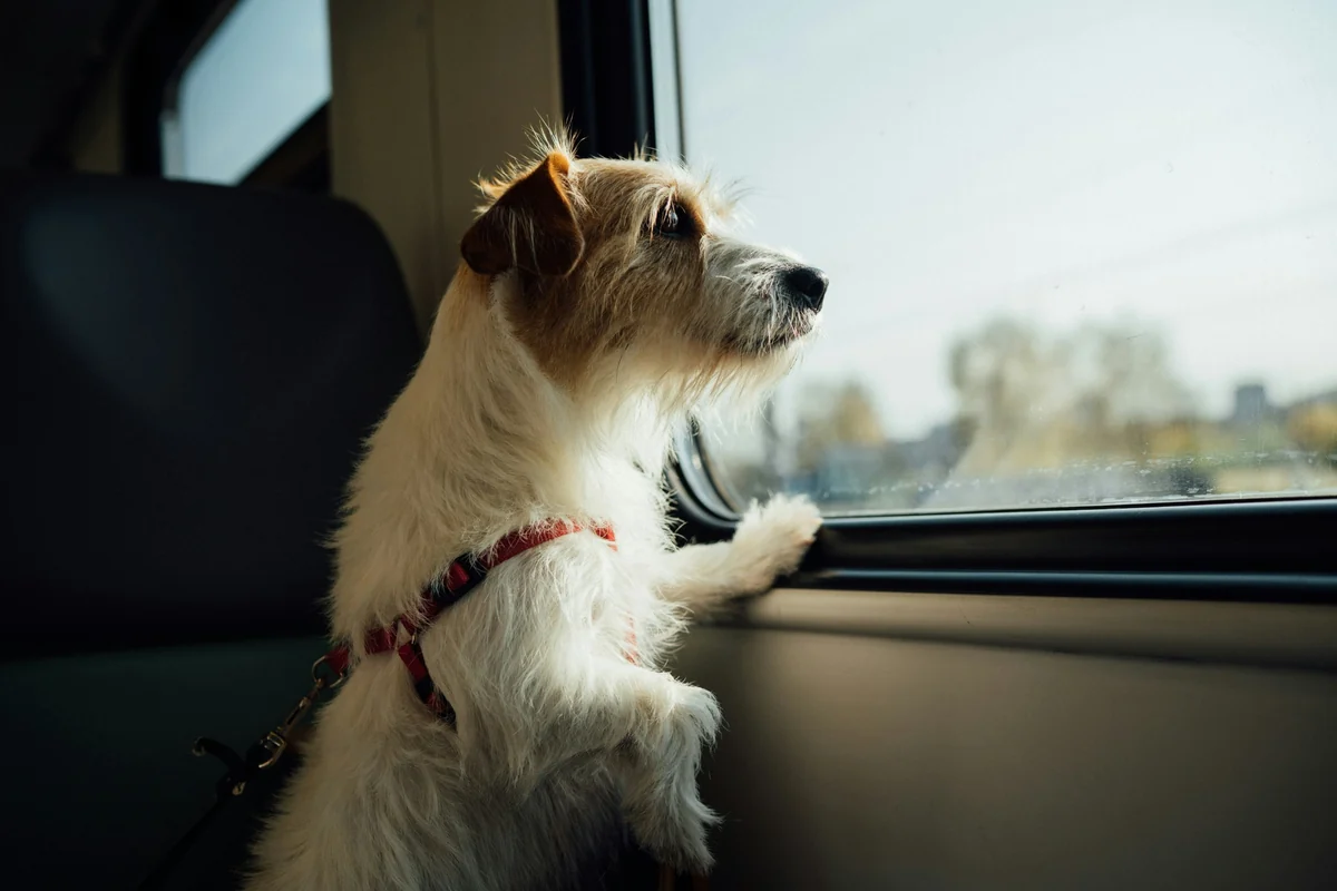Kırmızı tasması ve karmaşık tüyleriyle dikkat çeken, beyaz ve açık kahverengi renkli bir köpek, evcil hayvanla seyahat sırasında pencereden dışarıdaki bulanık manzarayı meraklı gözlerle izliyor.