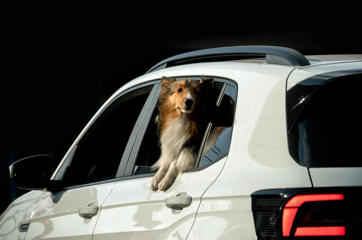 Beyaz bir otomobilin arka camından dışarı doğru uzanmış, ön patileri kapı pervazında, kahverengi ve beyaz uzun tüylü mutlu bir çoban köpeği, evcil hayvanla seyahat ederken köpekle araba yolculuğu keyfini çıkarıyor.