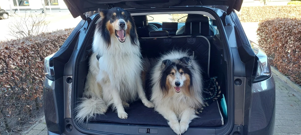 Koyu renk bir SUV'nin açık bagajında, evcil hayvanla seyahat için hazırlanmış koruyucu bir örtü üzerinde keyifli görünen iki Collie köpeği, yeni maceralara doğru yola çıkmaya hazır.