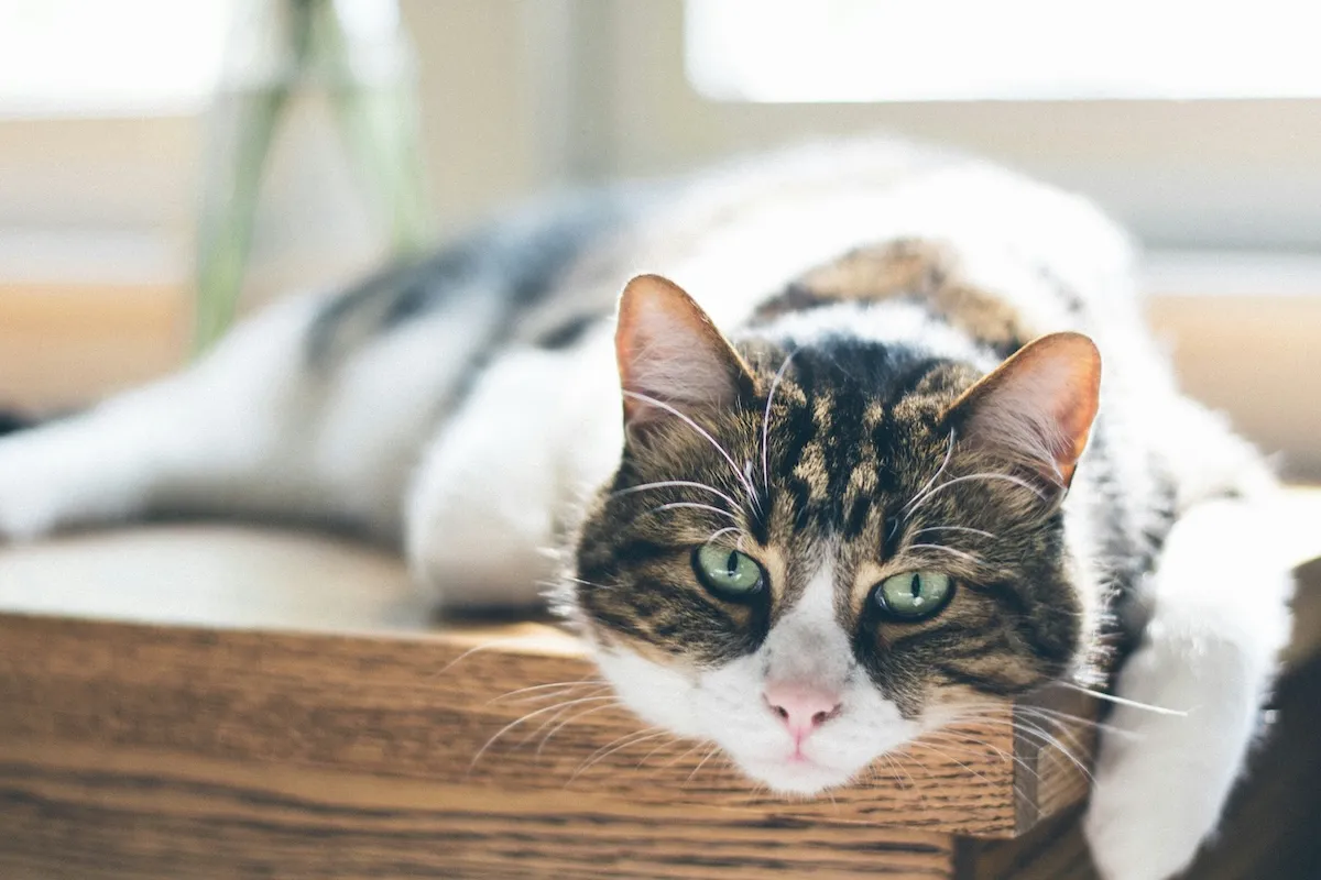Yeşil gözlü, alnında ve sırtında kahverengi tabby desenleri bulunan, kalan tüyleri beyaz olan, ahşap bir yüzeyde yatarak kameraya doğru bakıyor.