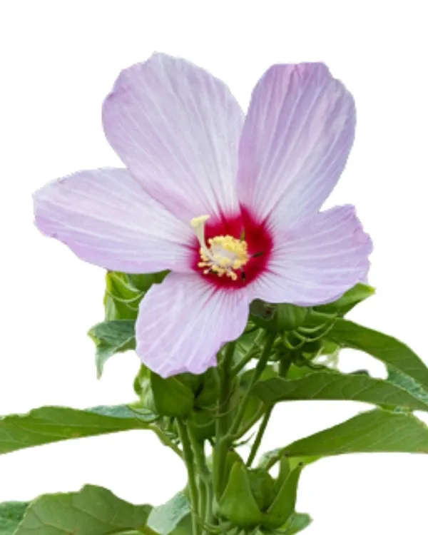 Bataklık hibiskusu (Hibiscus moscheutos) büyük açık pembe çiçeği ve koyu merkez detayıyla bahçede yetiştirilen dayanıklı Japon gülü türü
