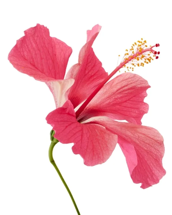 Tropikal Japon gülü (Hibiscus rosa-sinensis) parlak kırmızı büyük çiçeği ve uzun stamen yapısıyla saksıda yetiştirilen hibiskus türü
