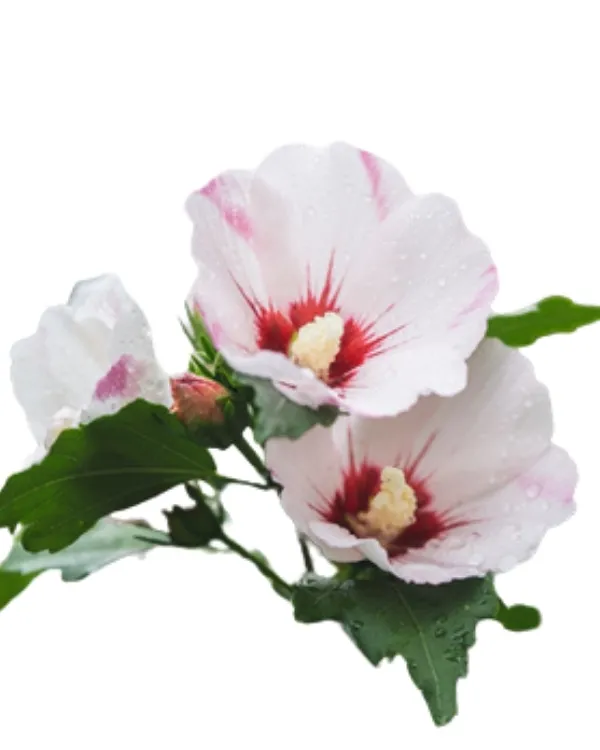 Bahçe hibiskusu (Hibiscus syriacus) beyaz çiçekli ağaç hatmi türü, kırmızı merkezli çiçek yapısıyla dış mekâna dayanıklı Japon gülü çeşidi