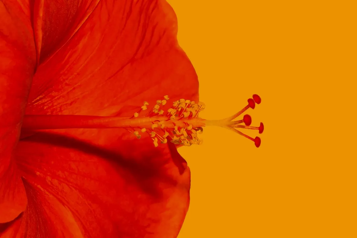Turuncu arka plan üzerinde makro çekim kırmızı hibiskus (Japon gülü) çiçeği ve belirgin polen detayları.